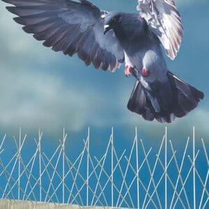 مكافحة حمام بالسعودية