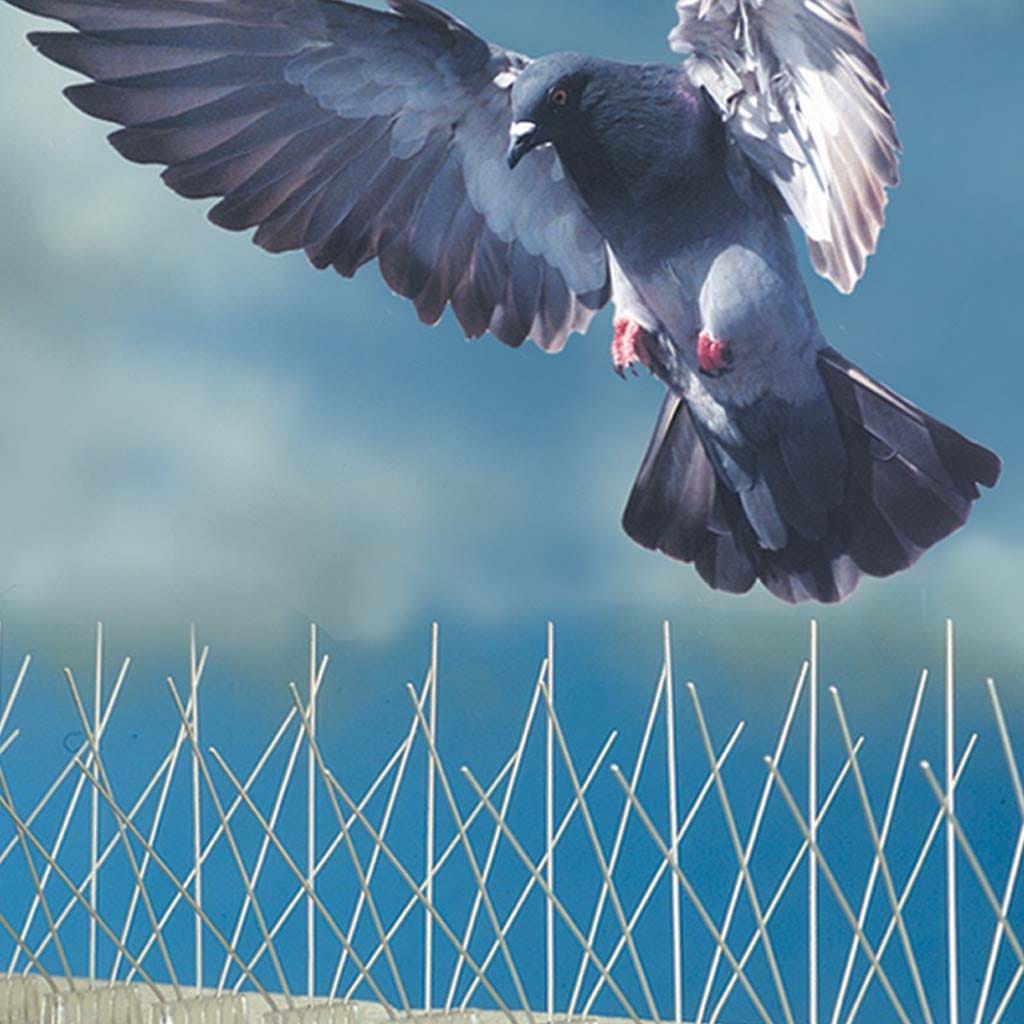 مكافحة حمام بالسعودية